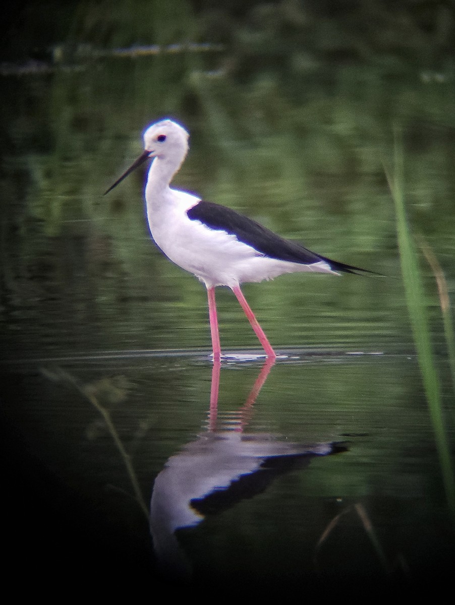 Black-winged Stilt - ML620479203