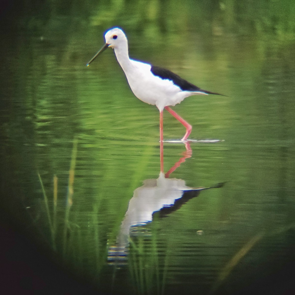 Black-winged Stilt - ML620479204