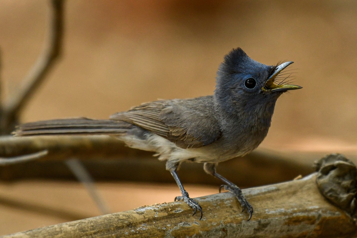 Black-naped Monarch - ML620479207