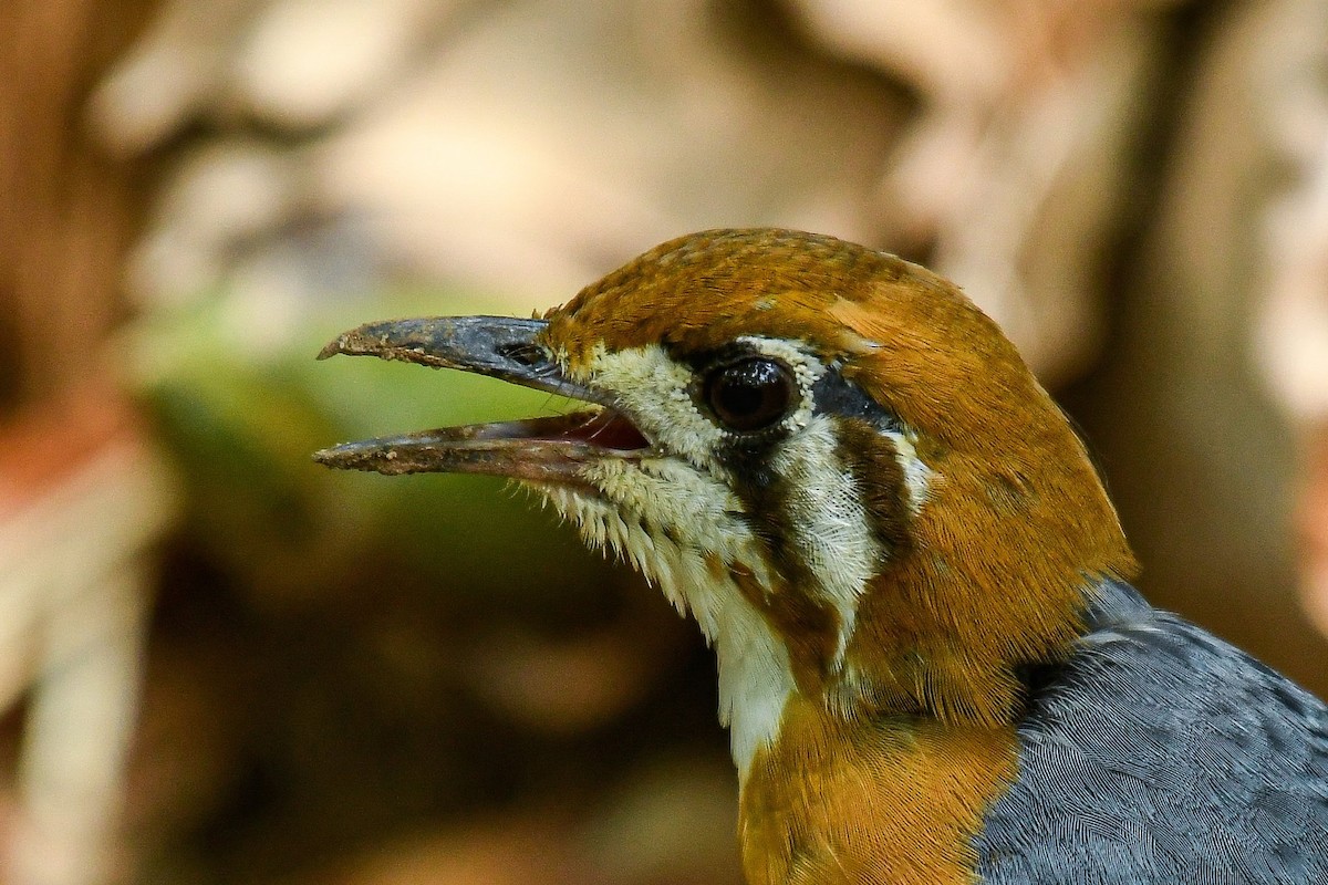 Orange-headed Thrush (White-throated) - ML620479209