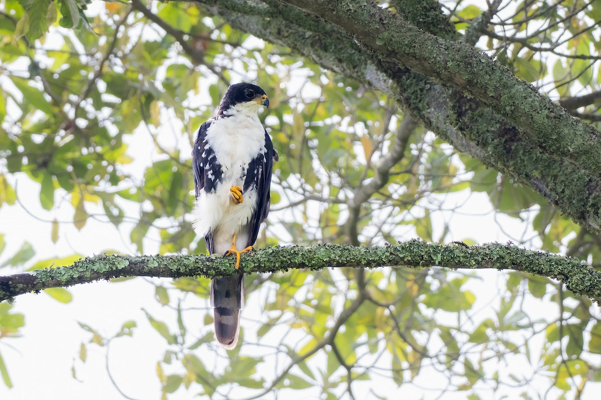 Black Goshawk - ML620479211