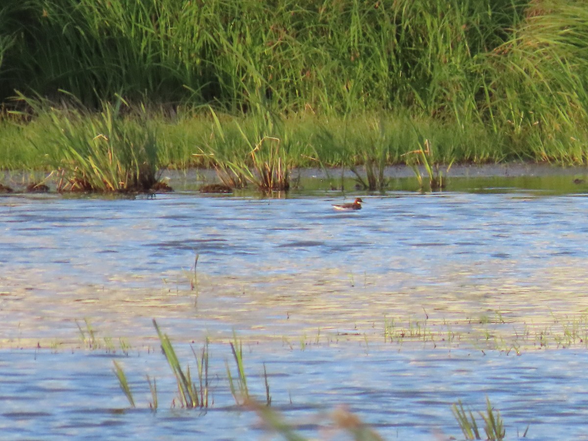 Red-necked Phalarope - ML620479218