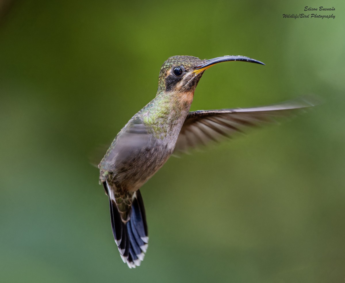 Band-tailed Barbthroat - Edison Buenano