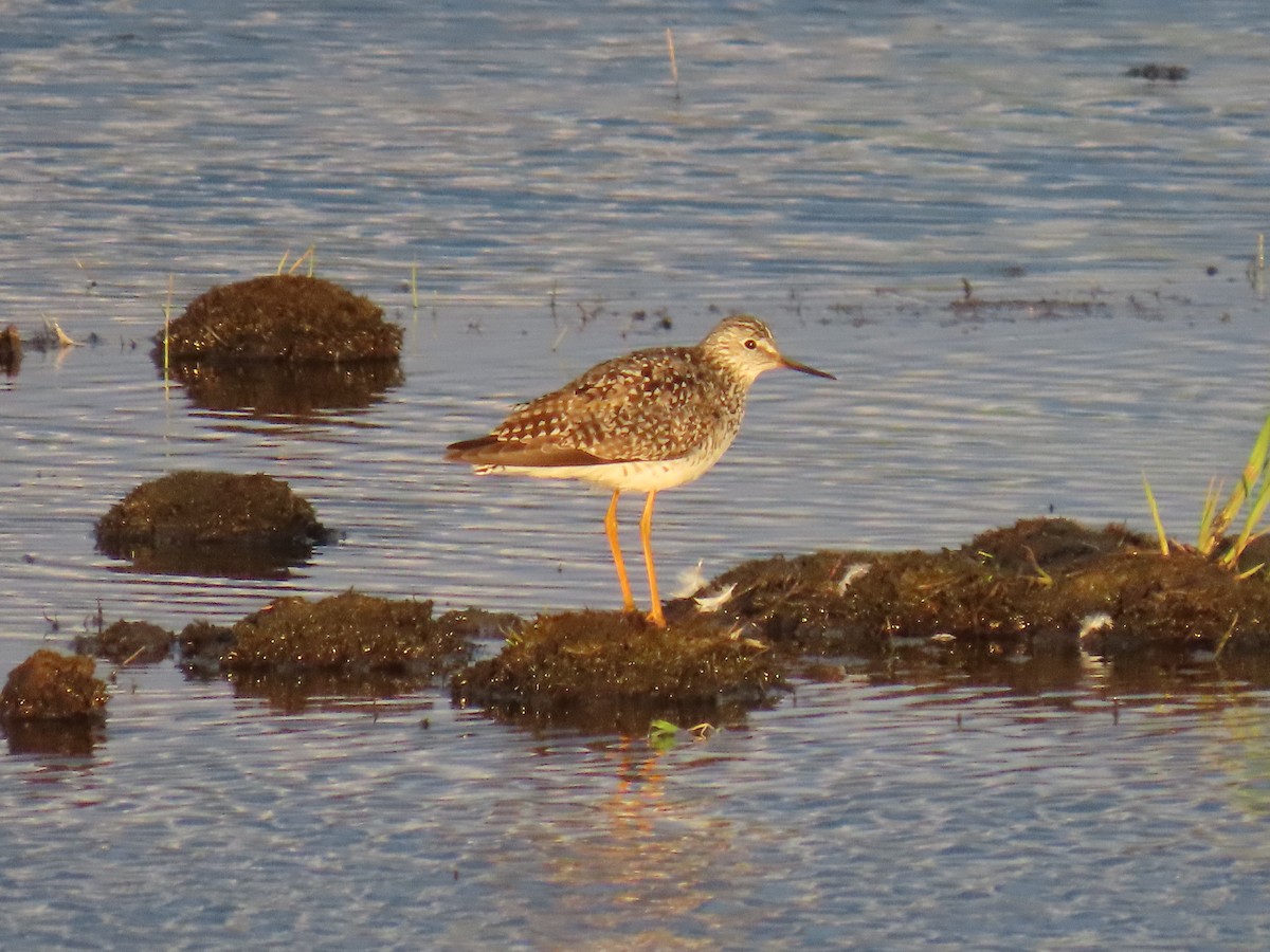 Lesser Yellowlegs - ML620479224