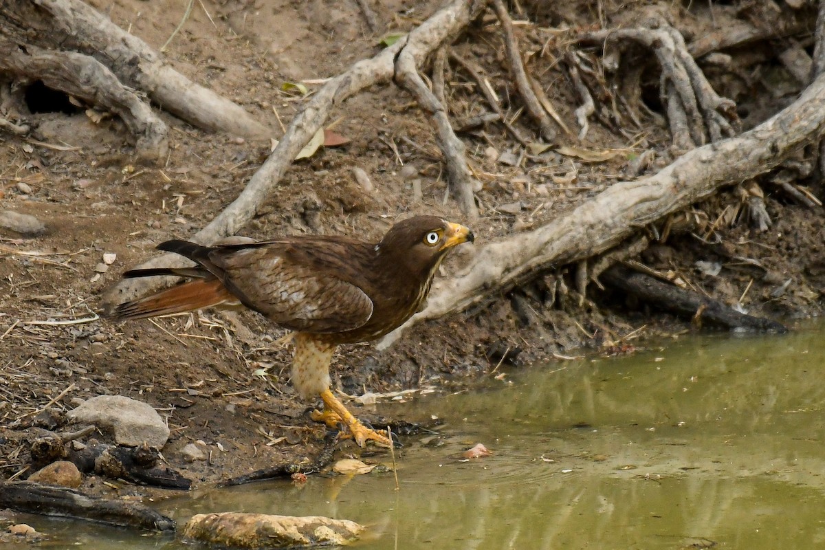 White-eyed Buzzard - ML620479225