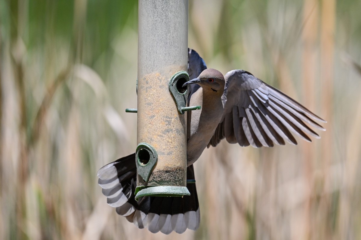 White-winged Dove - ML620479226