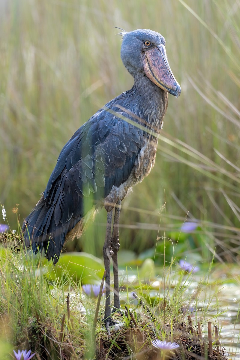 Shoebill - ML620479228