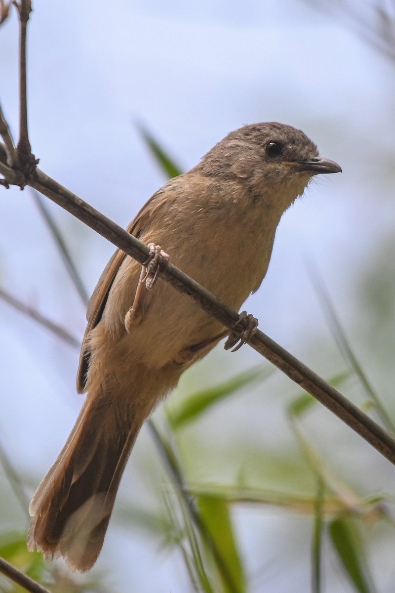 Brown-cheeked Fulvetta - ML620479232