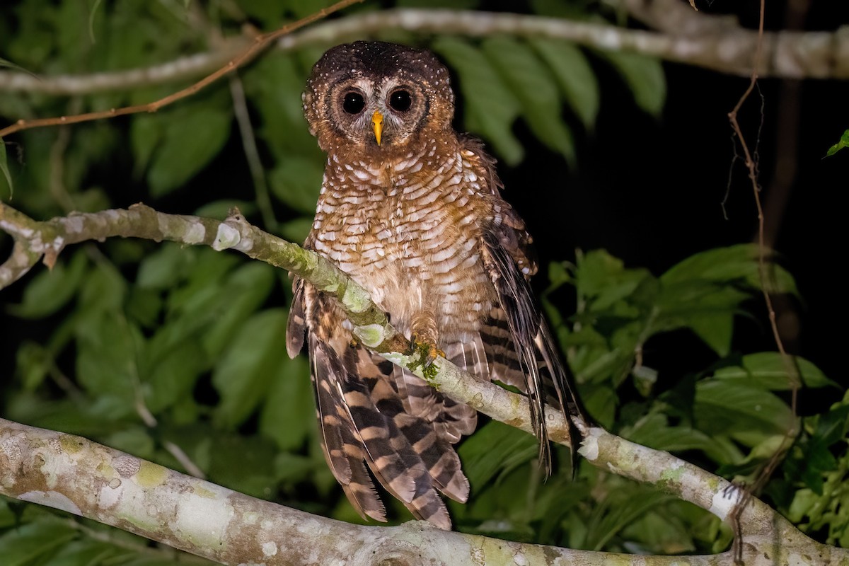 African Wood-Owl - ML620479234