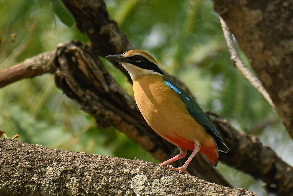 Indian Pitta - Dhyey Shah