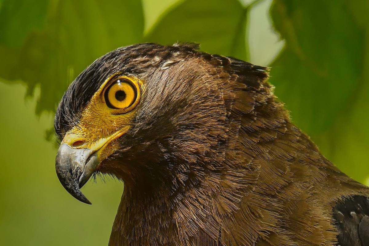 Crested Serpent-Eagle - ML620479238