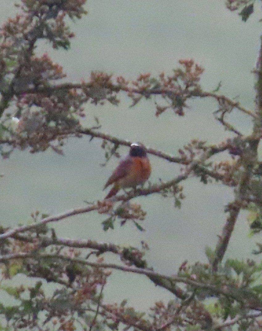 Common Redstart - ML620479240