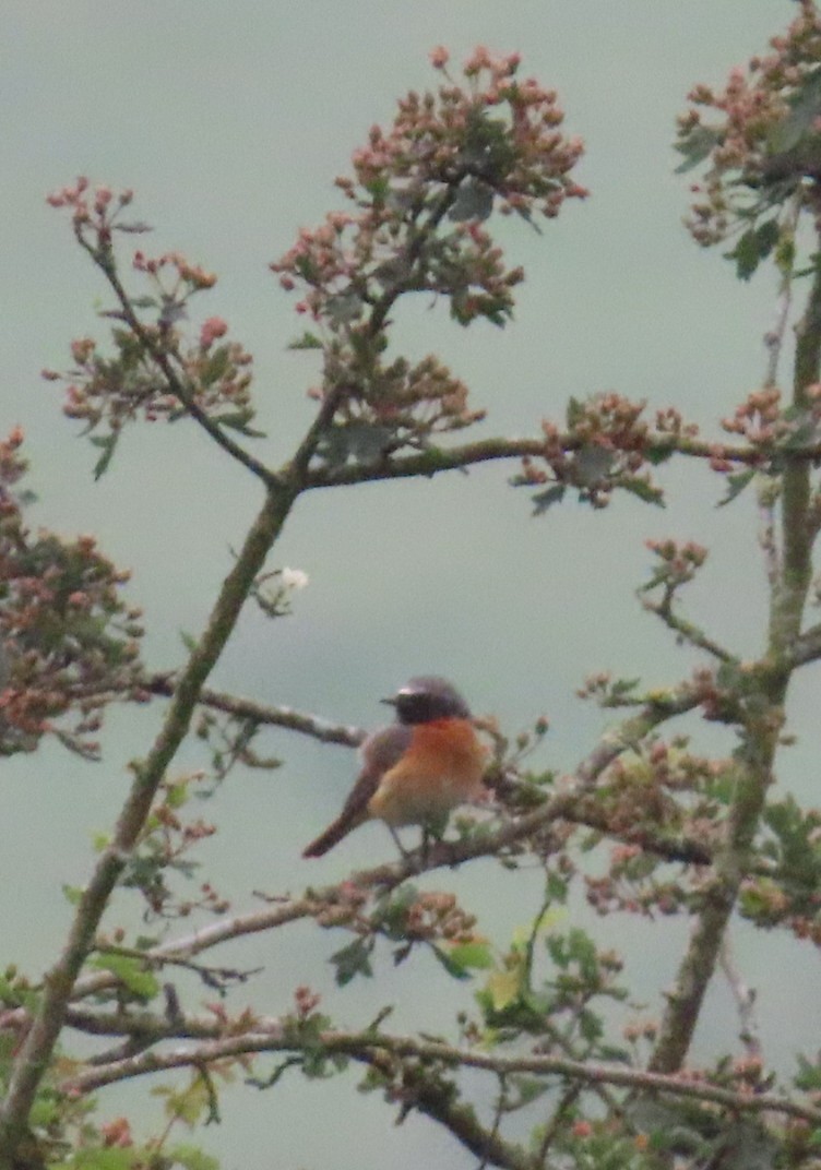 Common Redstart - ML620479241