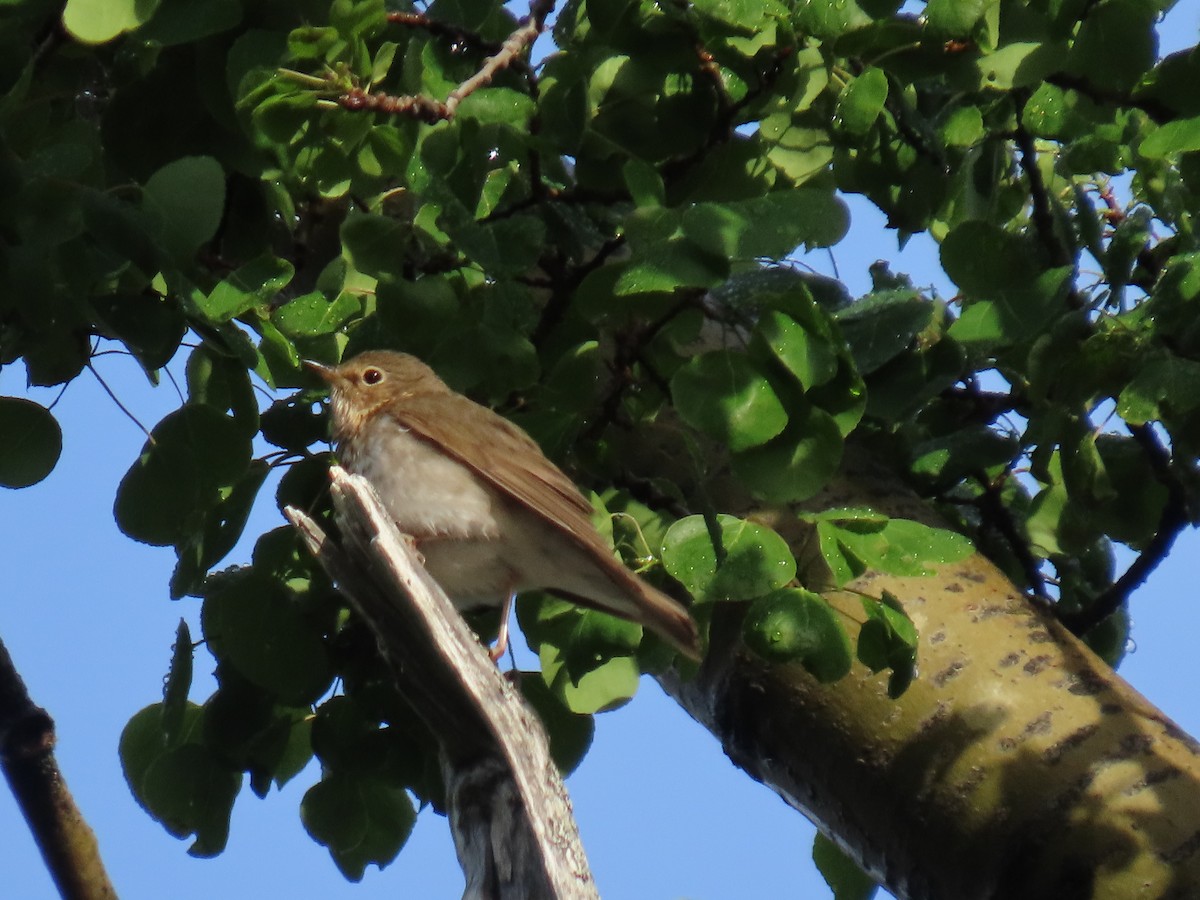 Swainson's Thrush - ML620479244