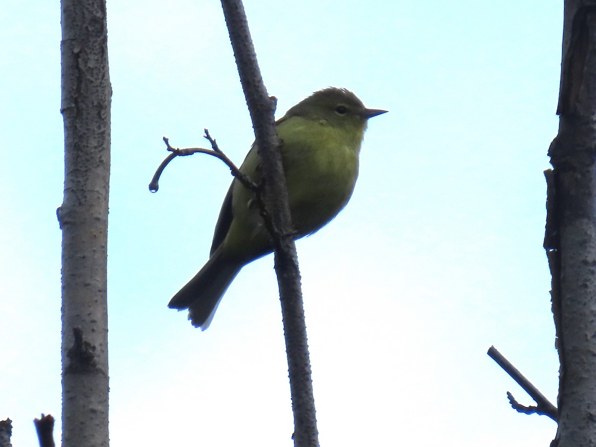 Orange-crowned Warbler - ML620479247