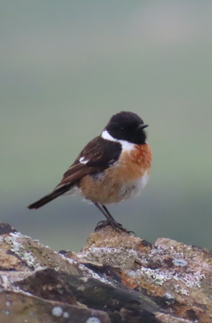 European Stonechat - ML620479250