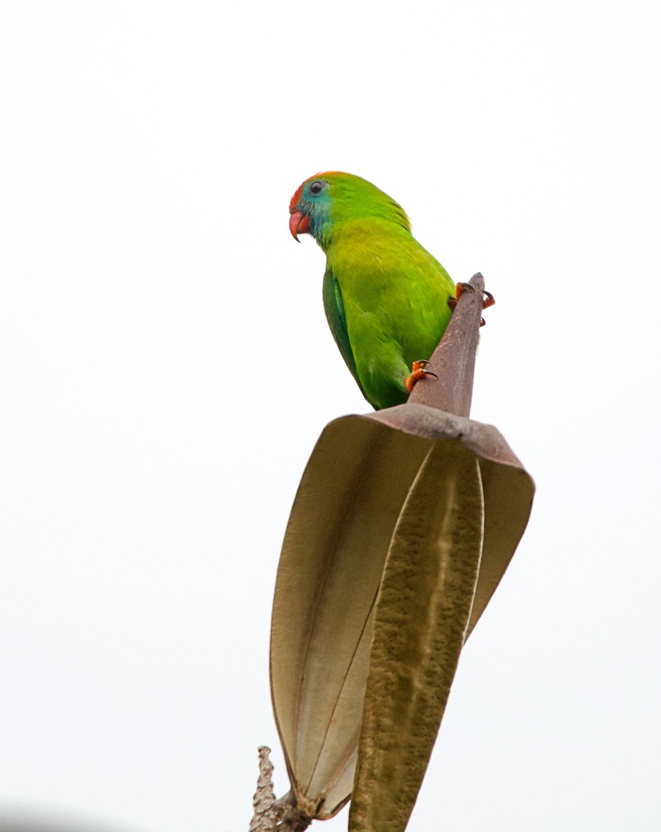 Philippine Hanging-Parrot - ML620479257