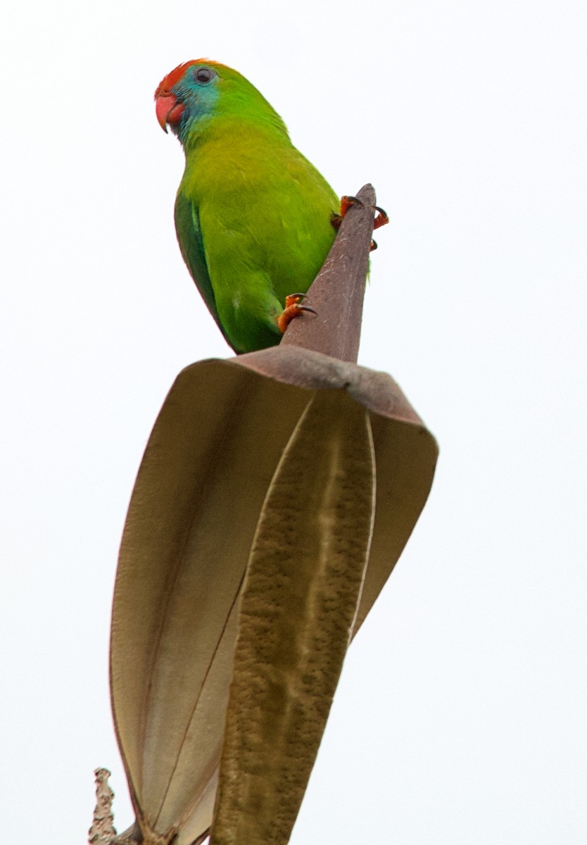 Philippine Hanging-Parrot - ML620479260