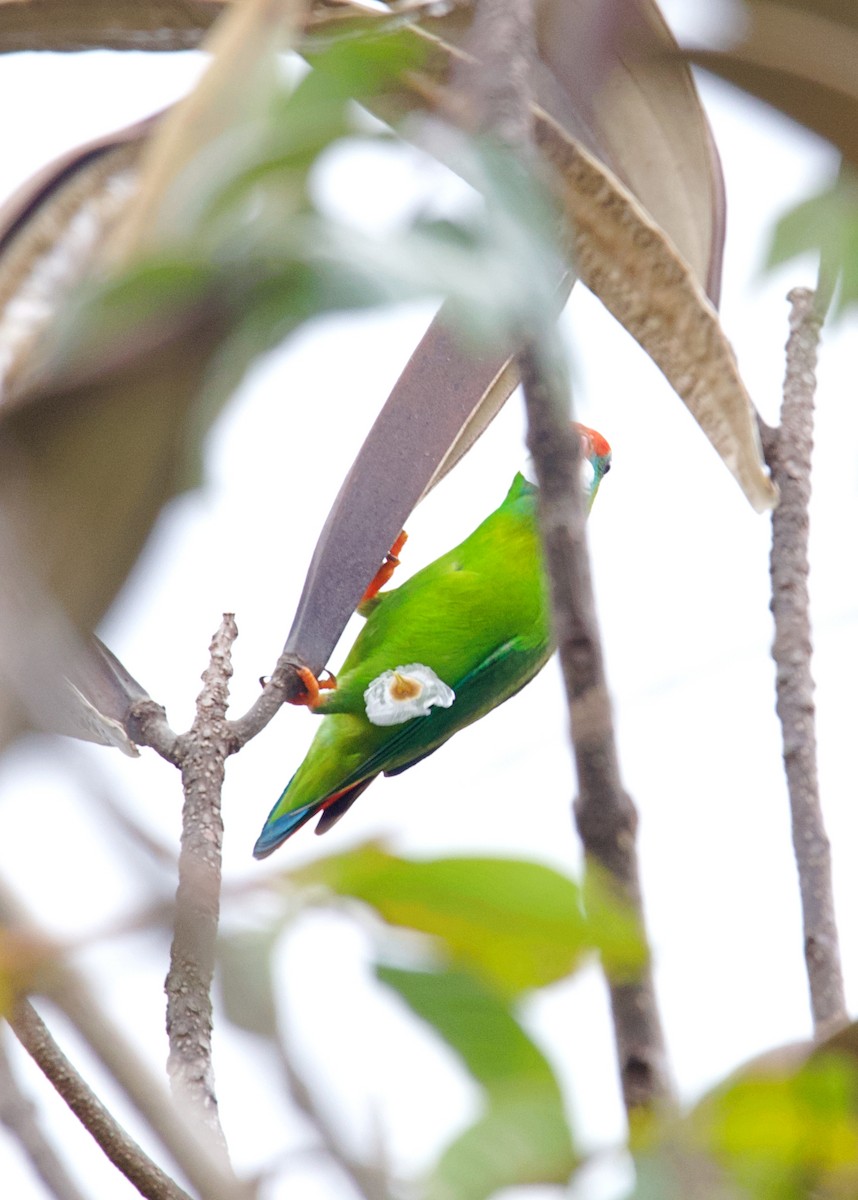 Philippine Hanging-Parrot - ML620479261