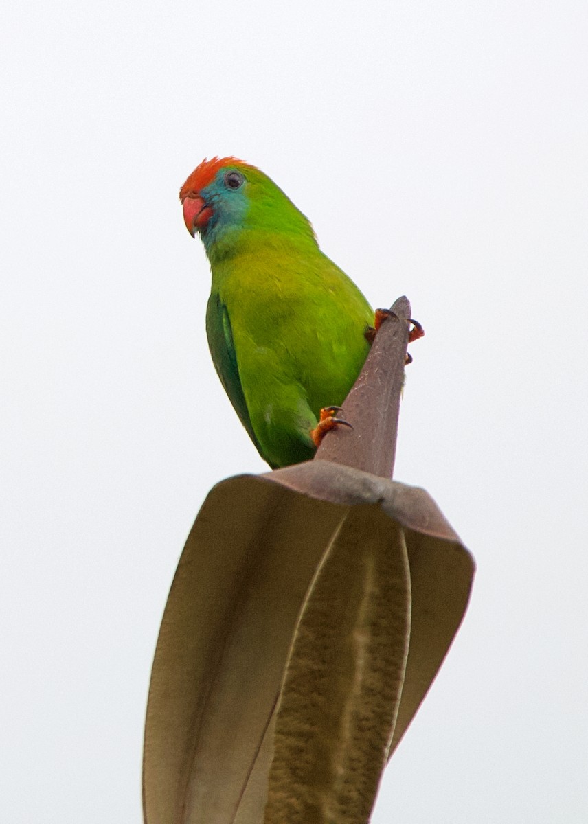 Philippine Hanging-Parrot - ML620479262