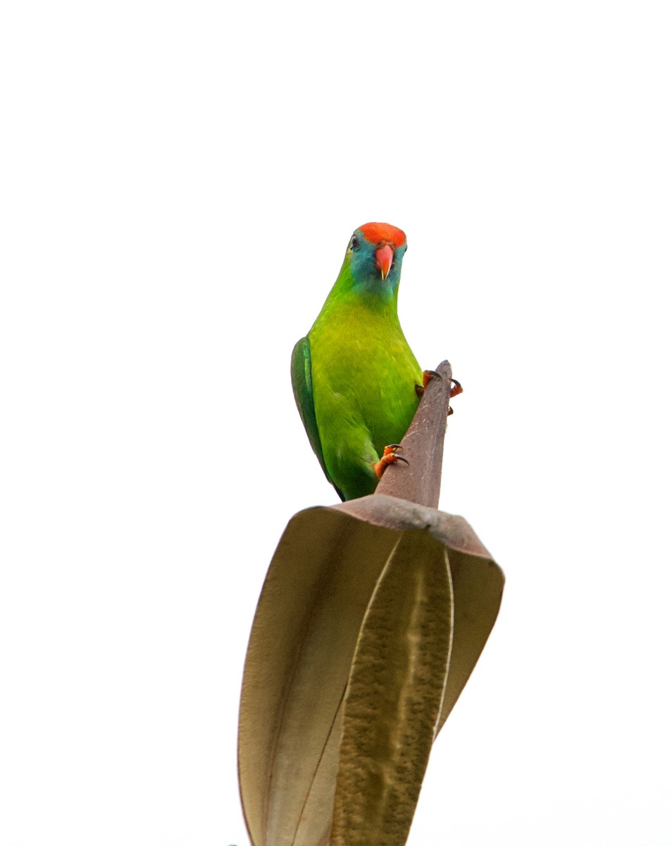 Philippine Hanging-Parrot - ML620479263