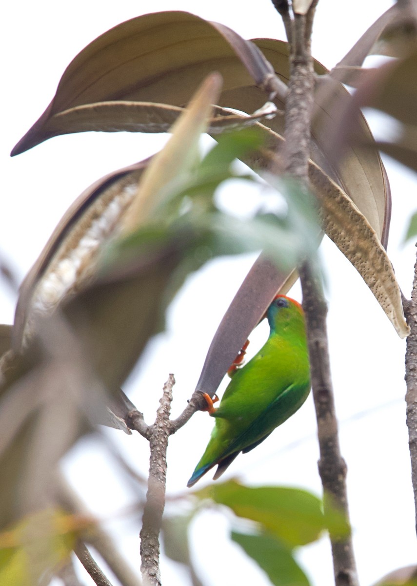 Philippine Hanging-Parrot - ML620479265