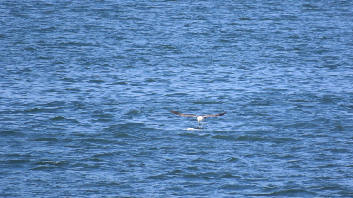 Gaviota Japonesa - ML620479273