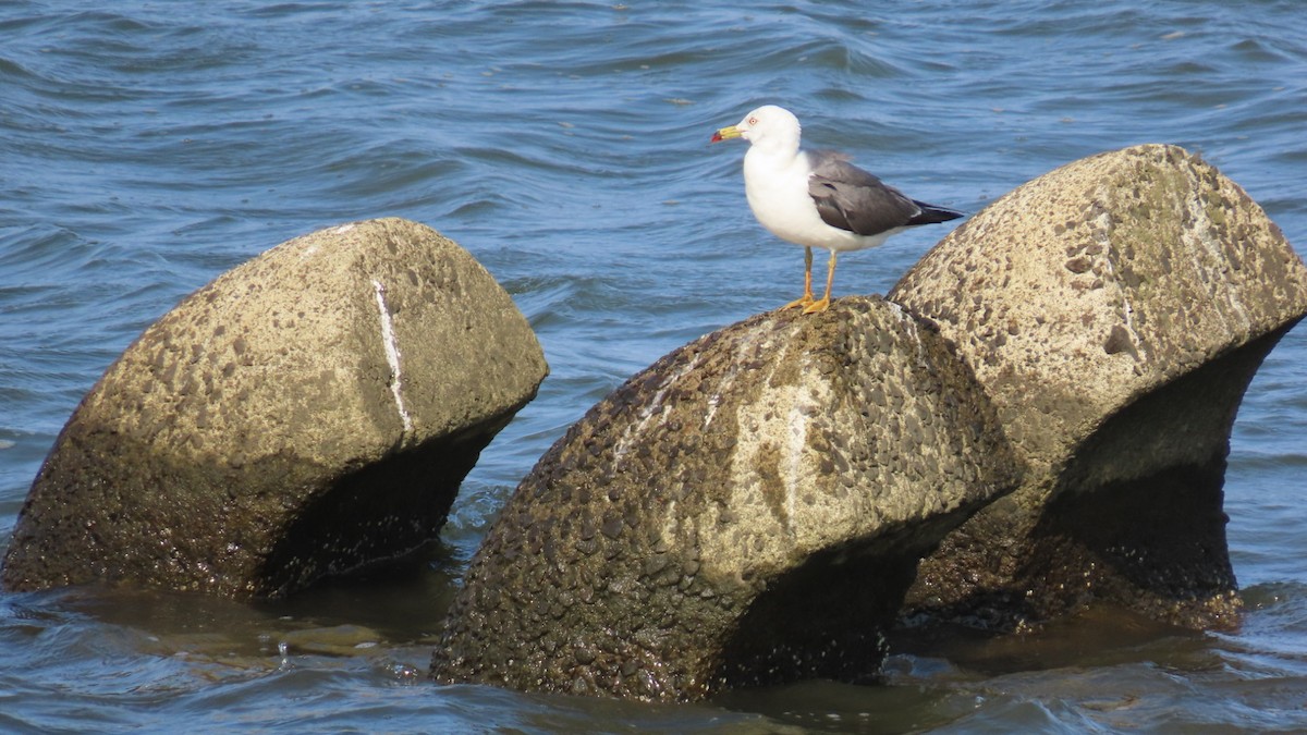 Gaviota Japonesa - ML620479275