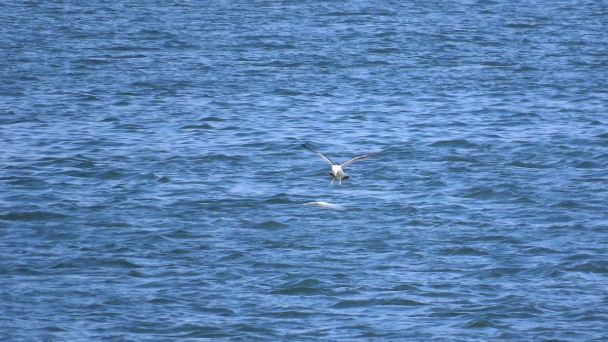 Gaviota Japonesa - ML620479276