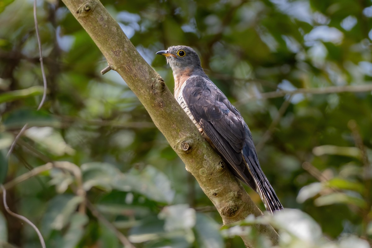 Red-chested Cuckoo - ML620479279