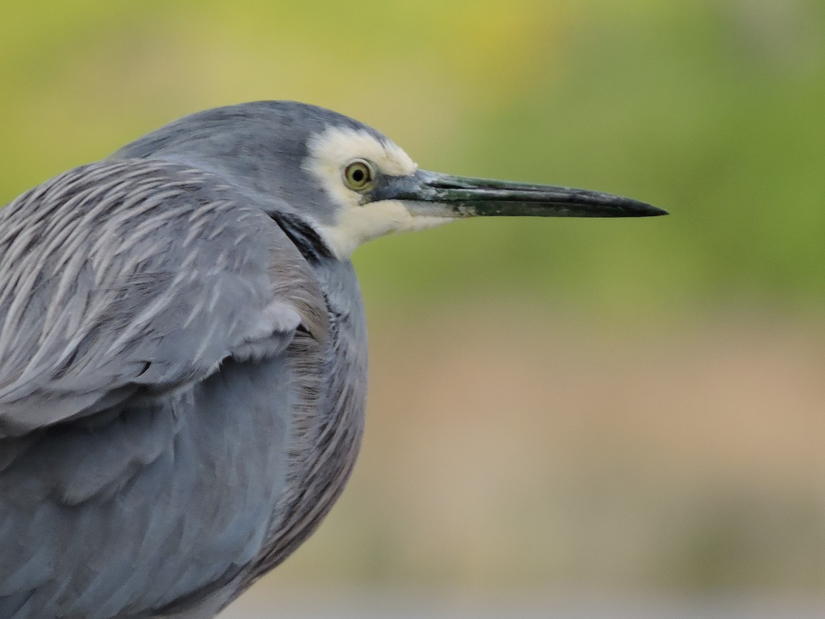 White-faced Heron - ML620479280