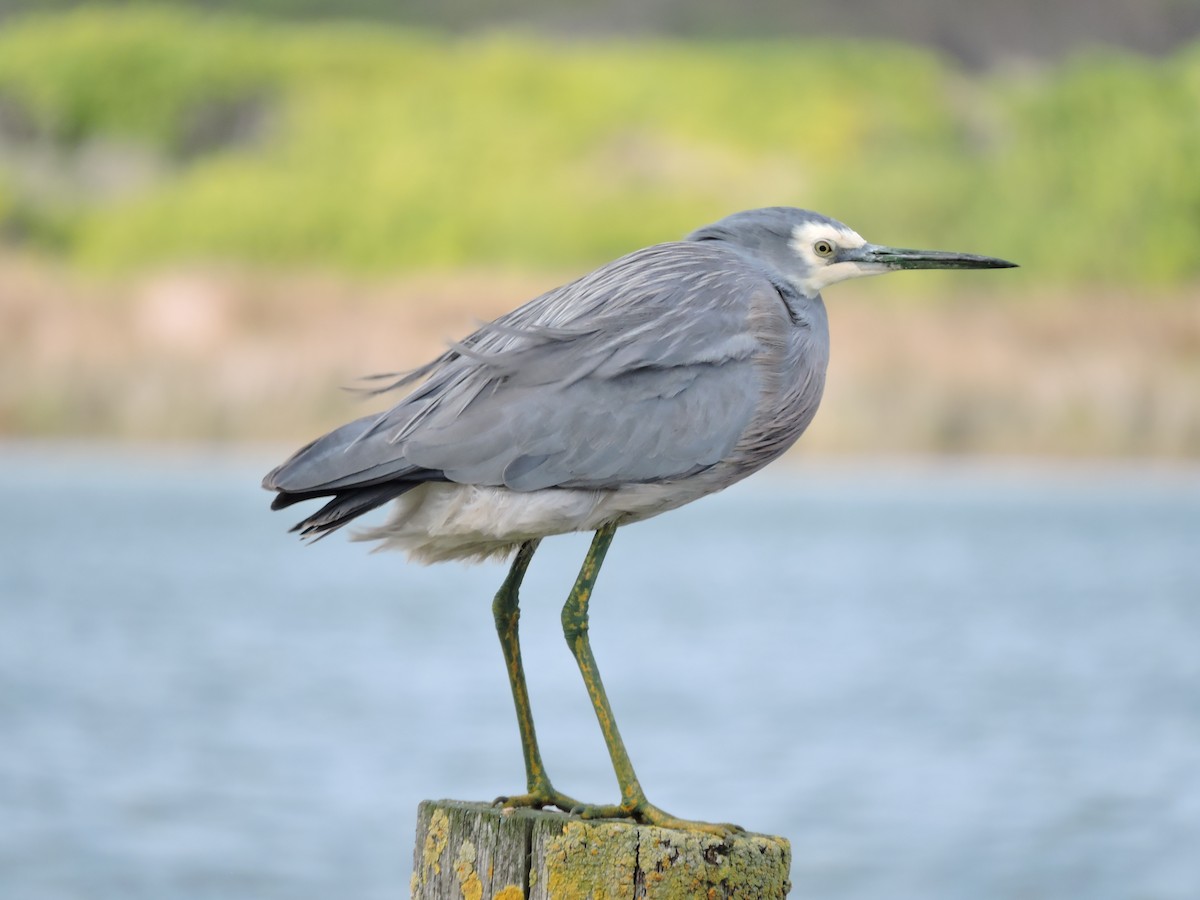 White-faced Heron - ML620479281