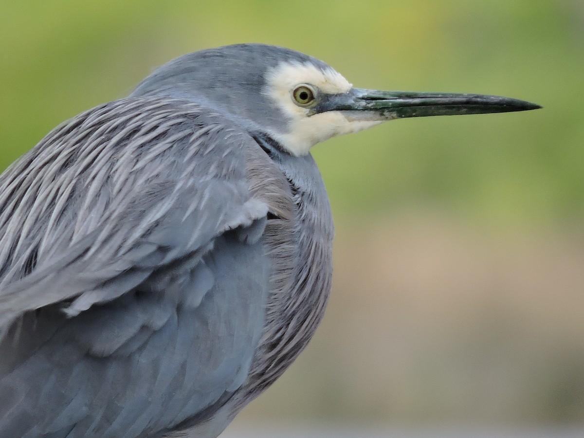 White-faced Heron - ML620479282