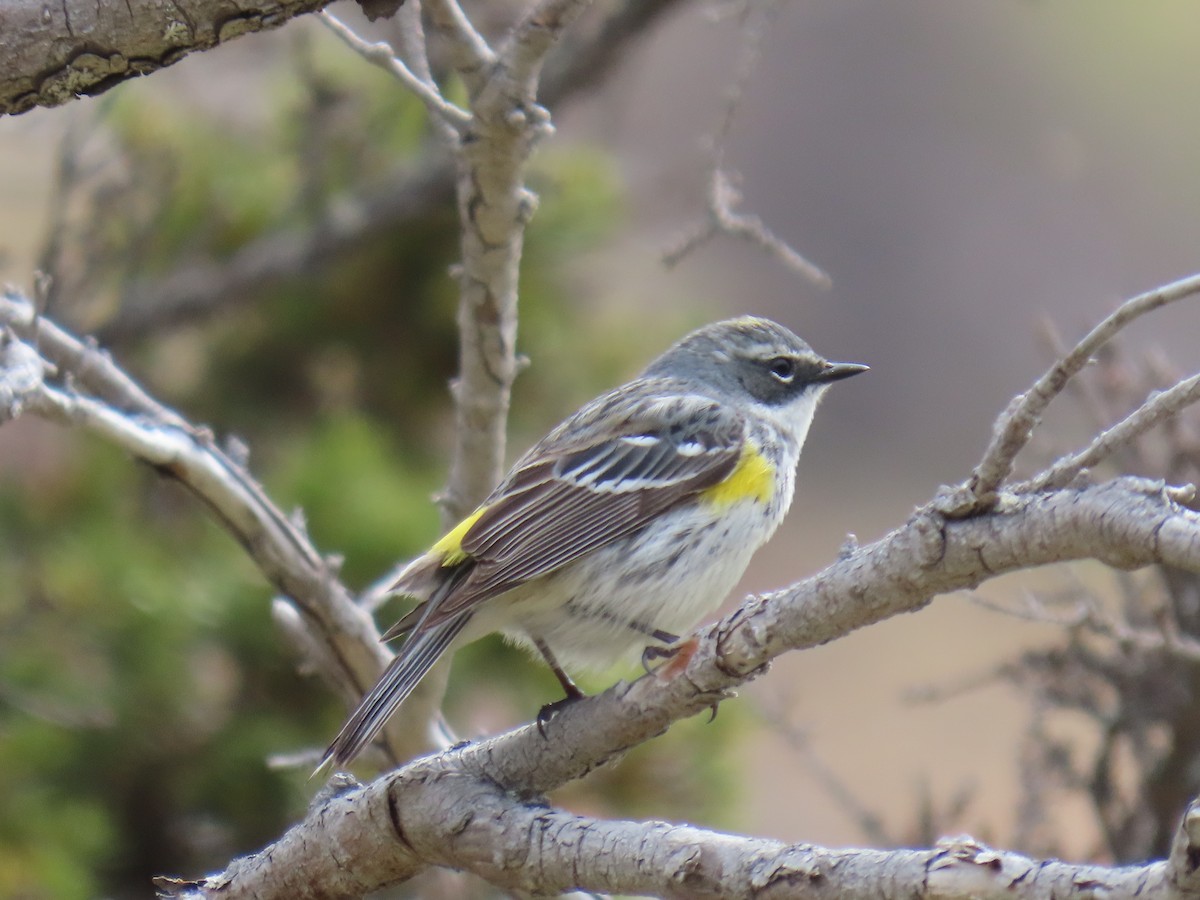 Yellow-rumped Warbler - ML620479283