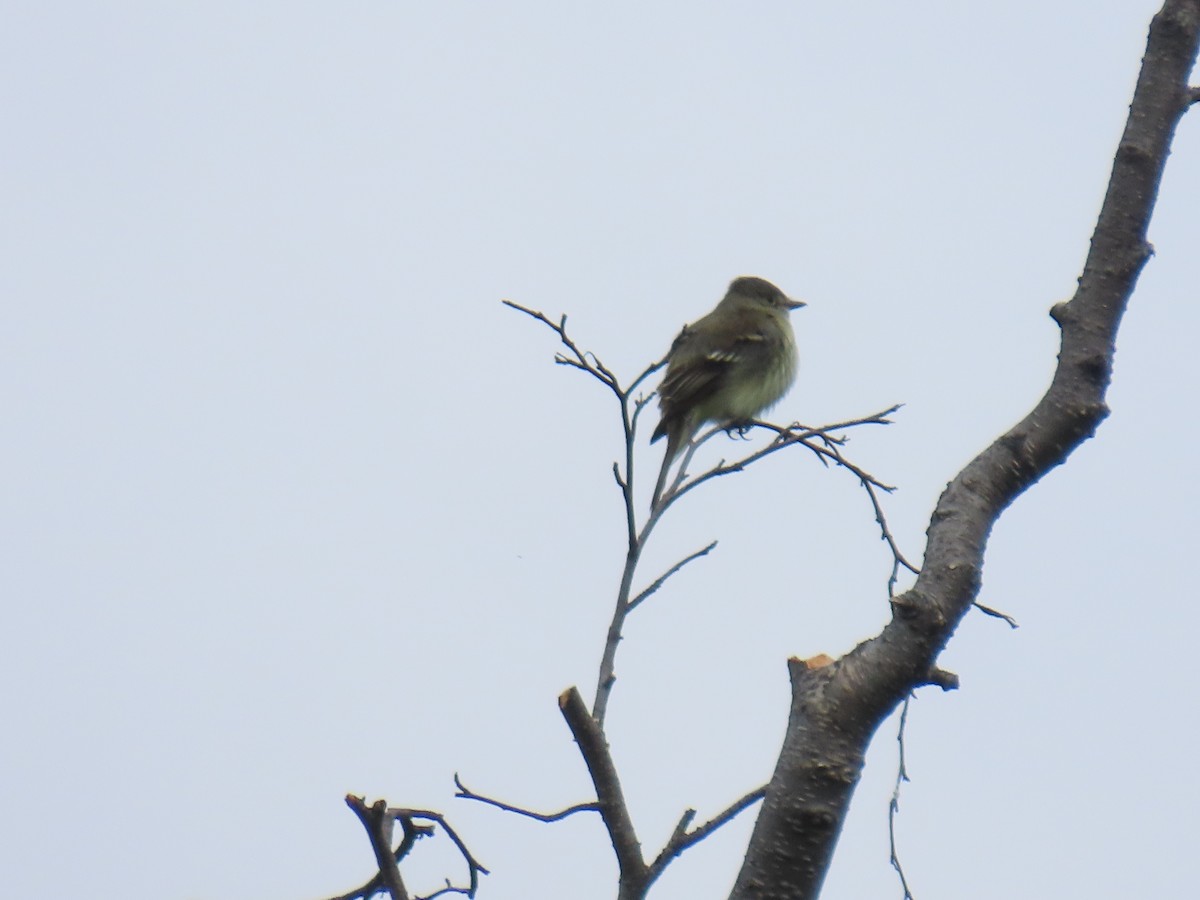 Alder Flycatcher - ML620479290