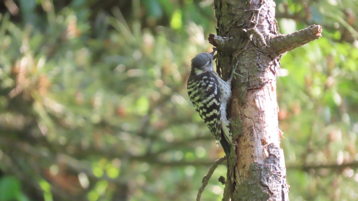 Japanese Pygmy Woodpecker - ML620479292
