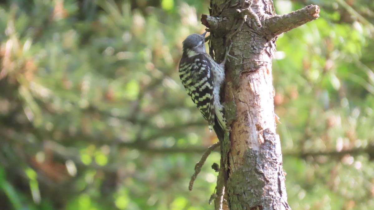 Japanese Pygmy Woodpecker - ML620479293