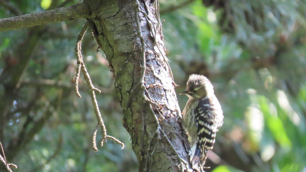 Japanese Pygmy Woodpecker - ML620479294