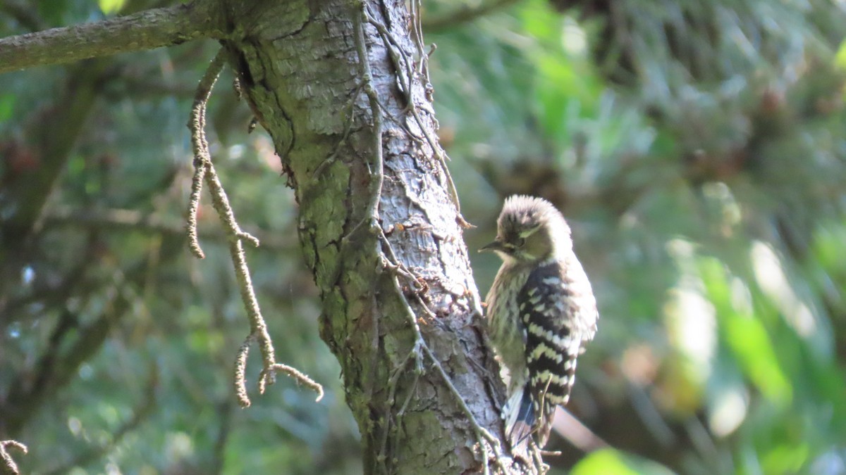 Japanese Pygmy Woodpecker - ML620479295