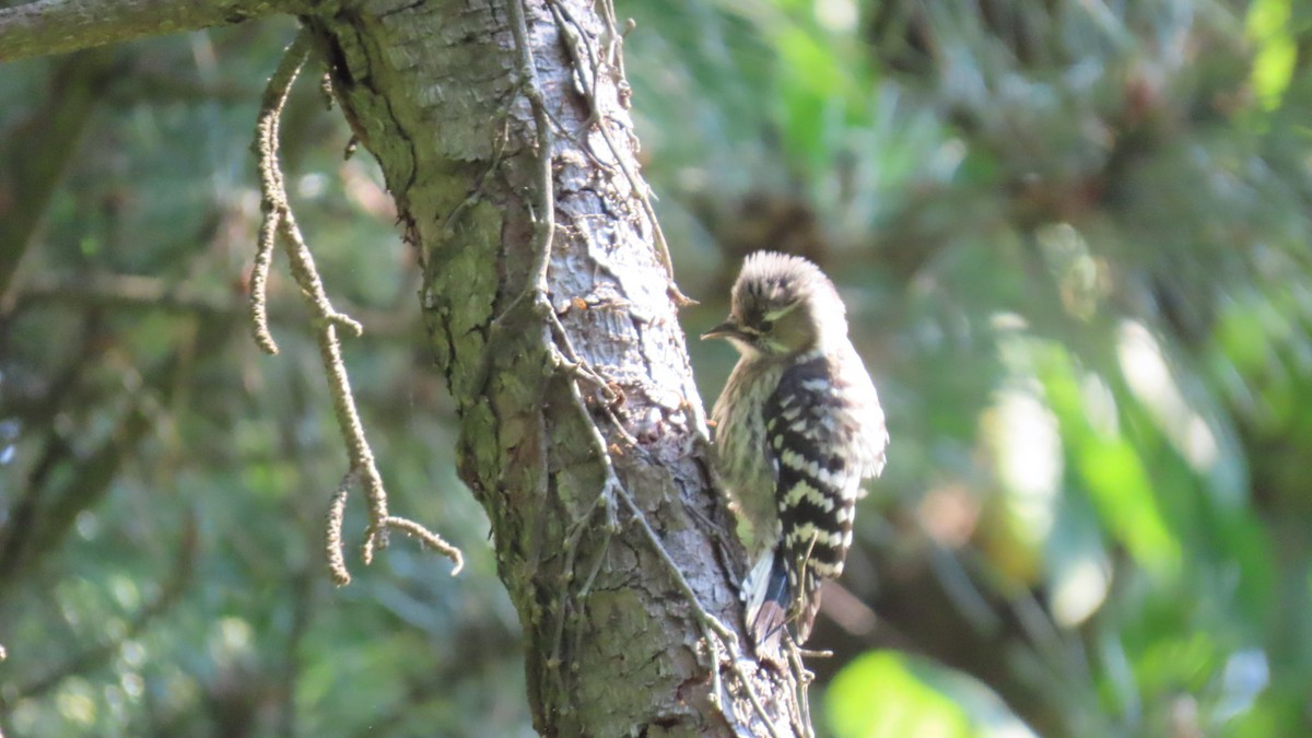 Japanese Pygmy Woodpecker - ML620479296