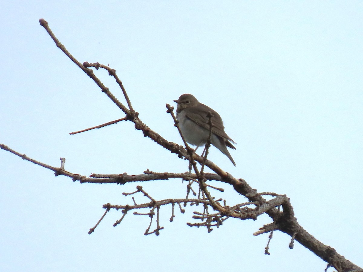 Swainson's Thrush - ML620479297