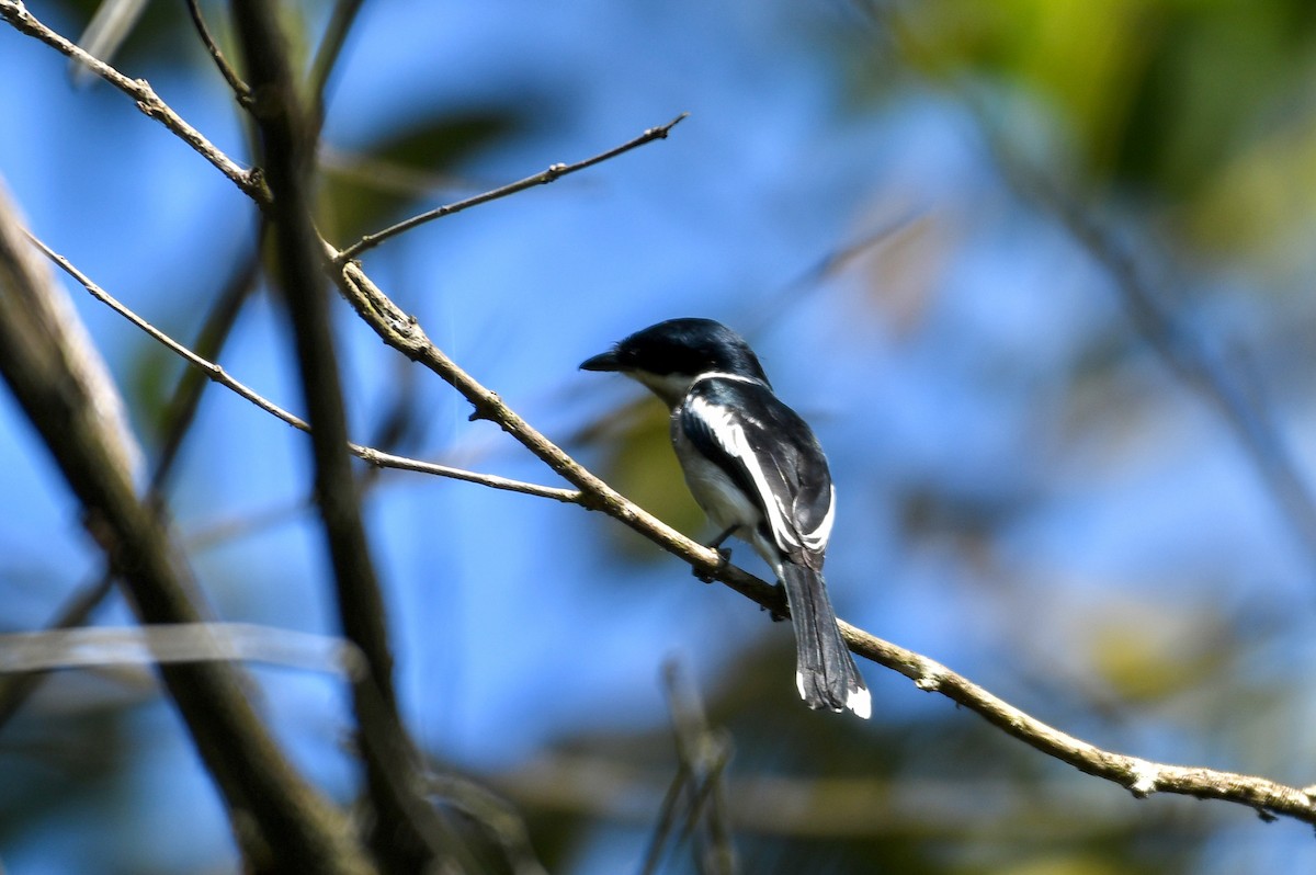 Bar-winged Flycatcher-shrike - ML620479298