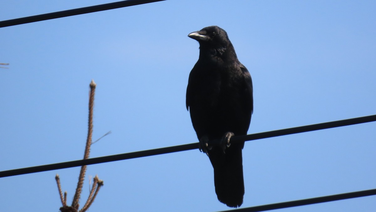 Carrion Crow - ML620479303