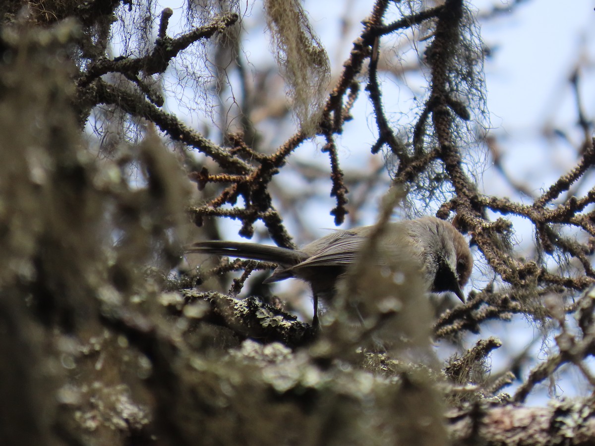 Boreal Chickadee - ML620479305