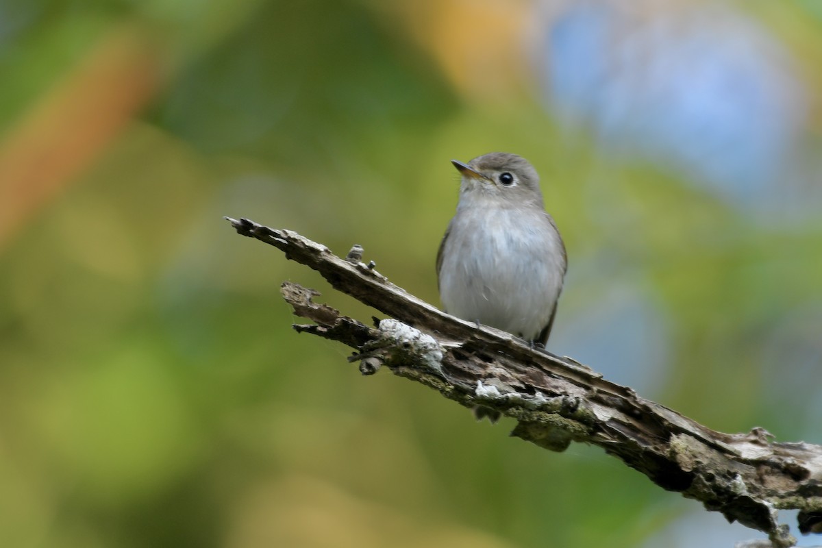 Asian Brown Flycatcher - ML620479306