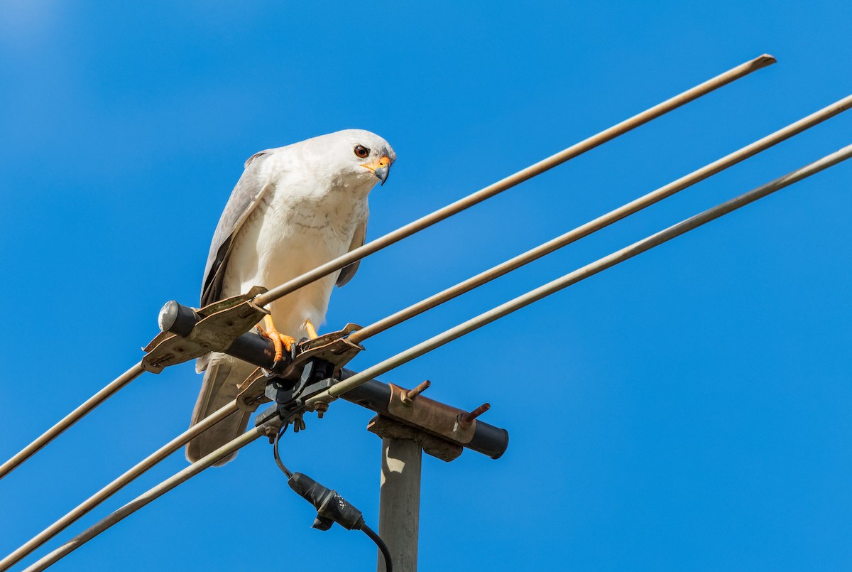 Gray Goshawk - ML620479307