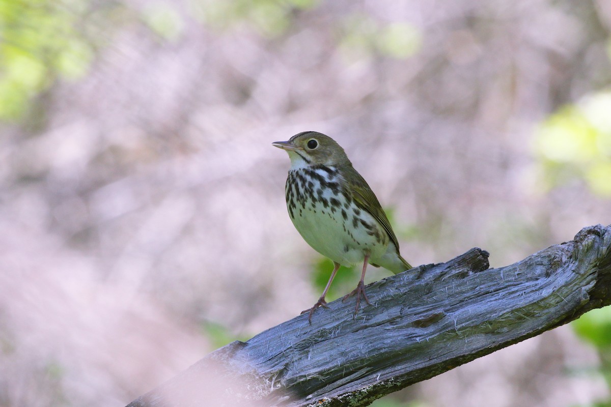 Ovenbird - ML620479309