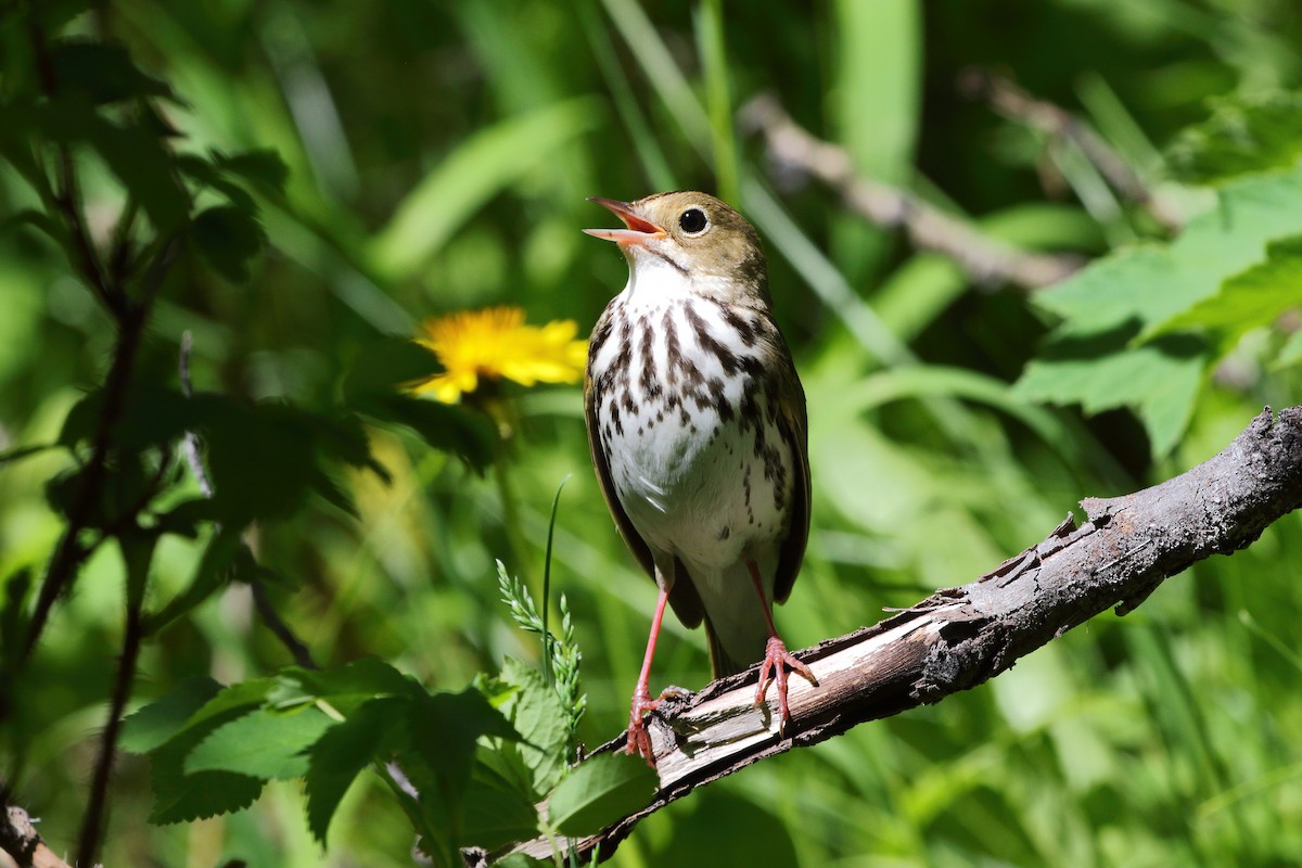 Ovenbird - ML620479310