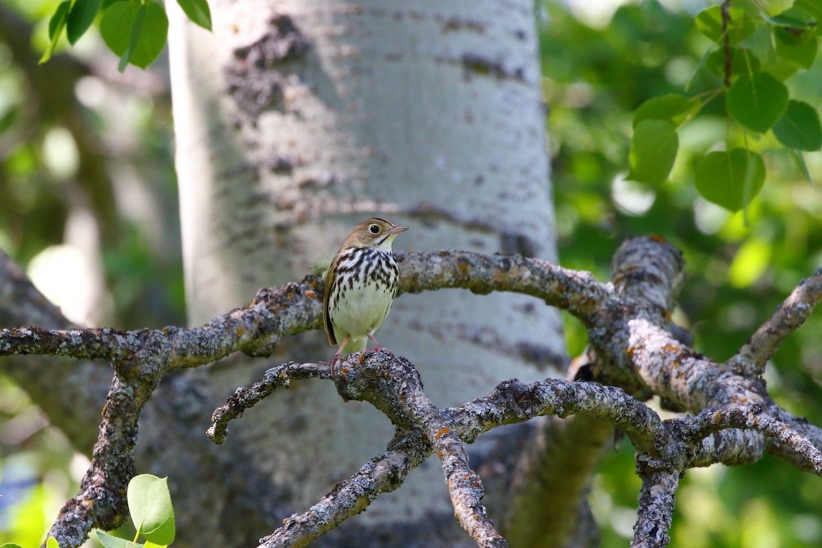 Ovenbird - ML620479311