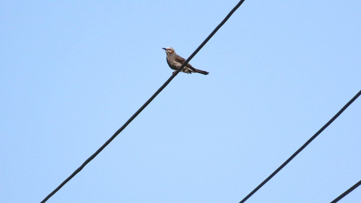 Brown-eared Bulbul - ML620479322